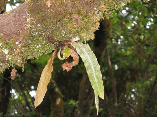 scaly tongue-fern (Elaphoglossum semicylindricum)