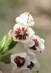 Erica pseudocalycina