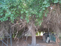 Ziziphus jujuba