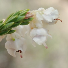 Erica pseudocalycina