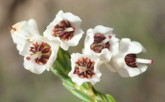 Erica pseudocalycina