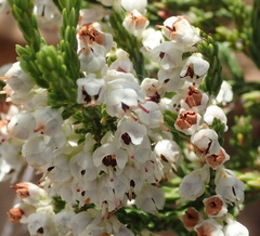 Erica pseudocalycina