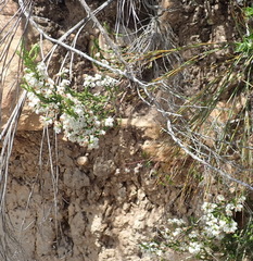 Erica pseudocalycina
