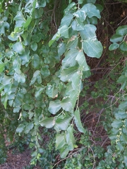 Ziziphus jujuba