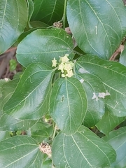 Ziziphus jujuba