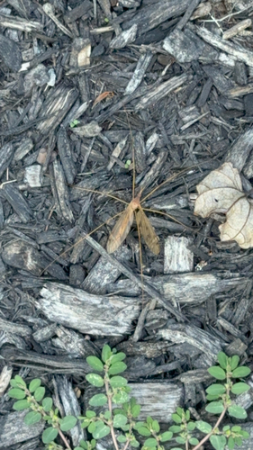 Unknown species found near Putnam Rd SW, Pataskala, OH, US