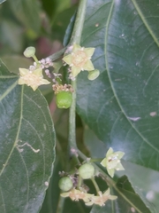 Ziziphus jujuba