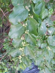 Ziziphus jujuba