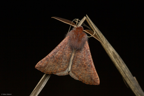 Dasycorsa modesta