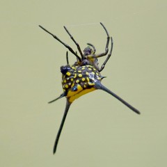 Gasteracantha dalyi