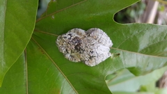 Dendropsophus marmoratus