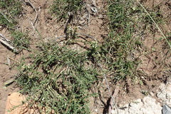 Aspalathus hispida albiflora