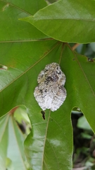 Dendropsophus marmoratus