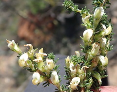 Aspalathus hispida albiflora