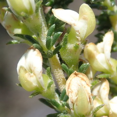 Aspalathus hispida albiflora