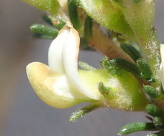 Aspalathus hispida albiflora
