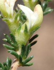 Aspalathus hispida albiflora