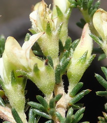 Aspalathus hispida albiflora