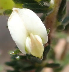 Aspalathus hispida albiflora