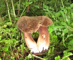 Porphyrellus