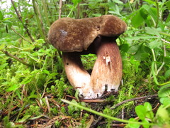 Porphyrellus