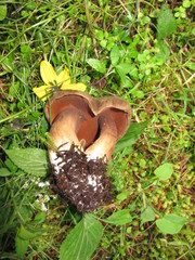 Porphyrellus