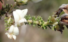 Aspalathus hispida albiflora