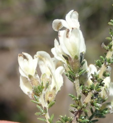 Aspalathus hispida albiflora