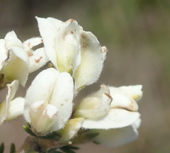 Aspalathus hispida albiflora