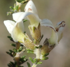 Aspalathus hispida albiflora