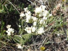 Aspalathus hispida albiflora