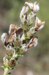 Aspalathus hispida albiflora