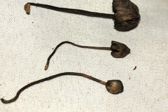 Psilocybe mexicana
