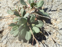 Limonium companyonis