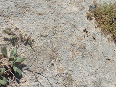 Limonium companyonis