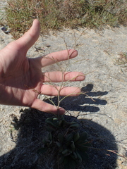 Limonium companyonis