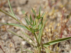 Bupleurum semicompositum