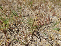 Bupleurum semicompositum