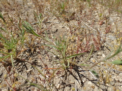 Bupleurum semicompositum