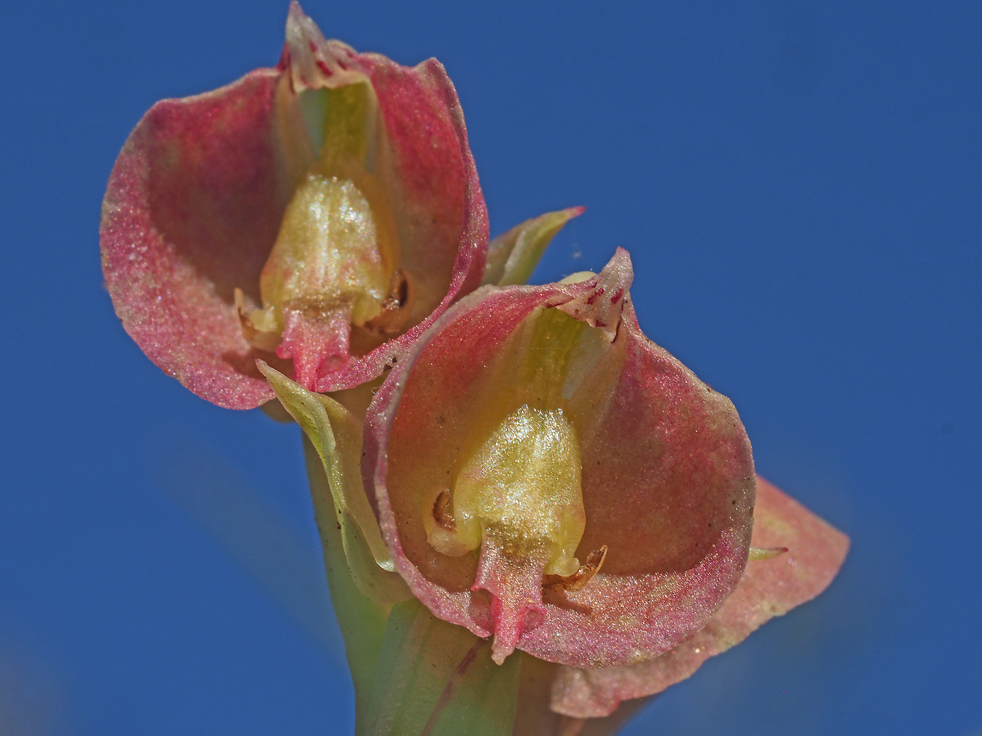 Pterygodium