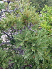 Sophora howinsula