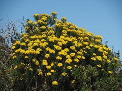 Euryops linifolius