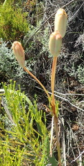 Moraea spathulata