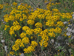 Euryops linifolius