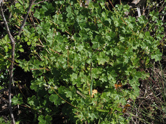Ciconium