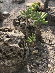 Sedum corynephyllum