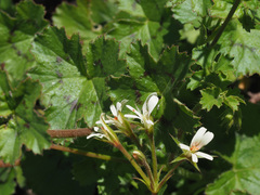 Ciconium