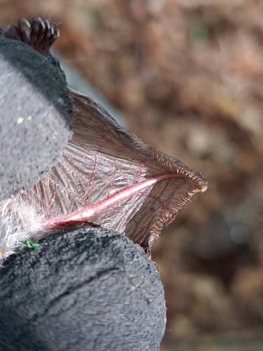 Cryptic Myotis