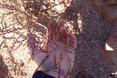 Limonium companyonis