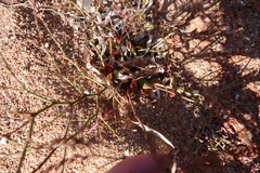 Limonium companyonis